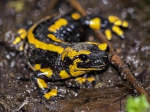salamander-2383017_640
