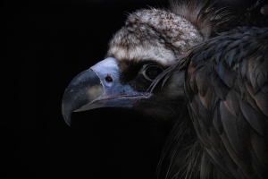 vulture-7690279_640